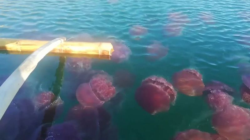 Tisíce medúz labong-labong se objevily u opuštěné pláže Corong Corong
